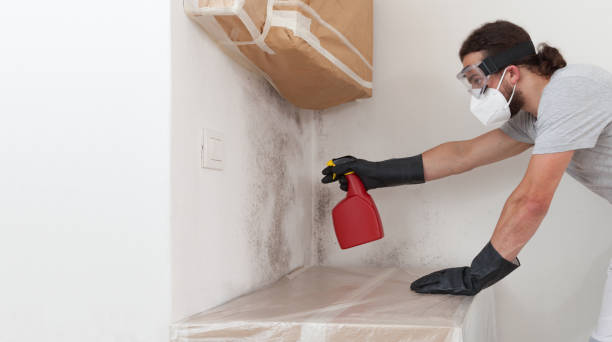 Professional Black Mold Remediation technician working in Newton, IL