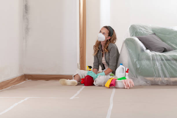 Reliable Black Mold Remediation contractor in Newton, IL by 24 Hour Mold Removal