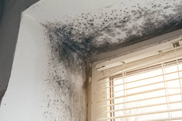 Affordable Black Mold Remediation solutions in Newton, IL